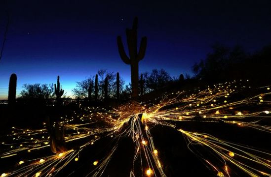 Desert Botanical Garden at night under the lights