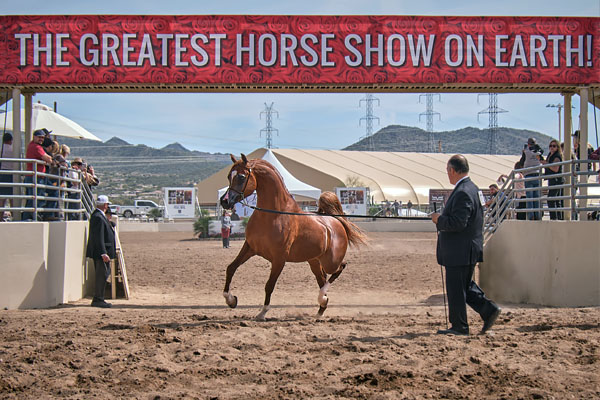 WestWorld Horse Show in Scottsdale AZ